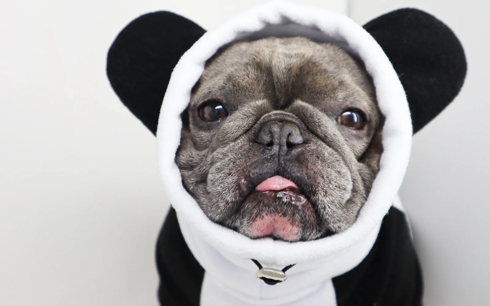 Frenchiestore Organic Dog Frenchie Ear hoodie | Panda Bear