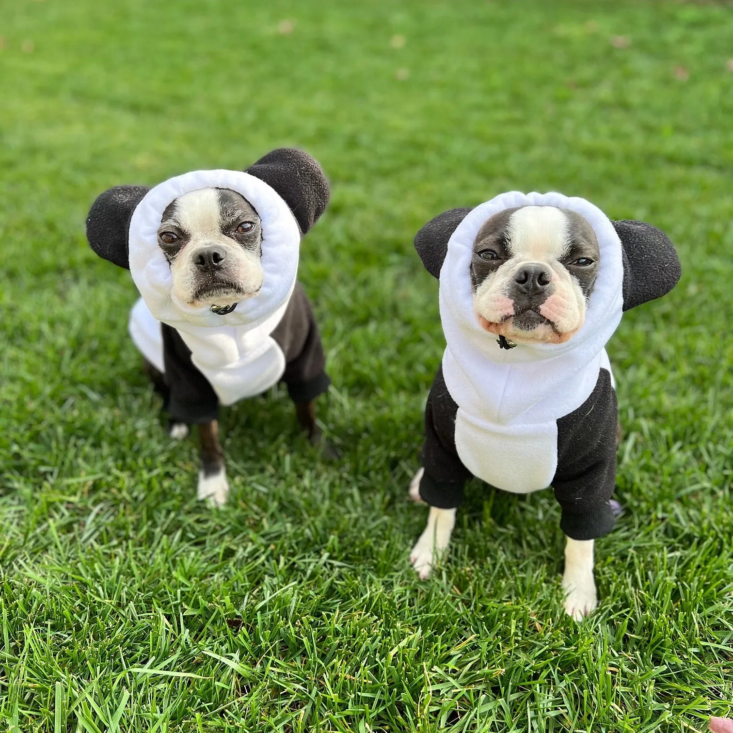 Frenchiestore Organic Dog Frenchie Ear hoodie | Panda Bear